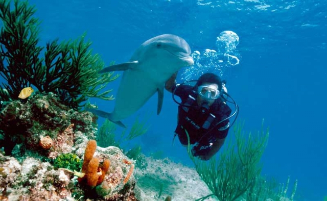  immersioni nella barriera corallina 